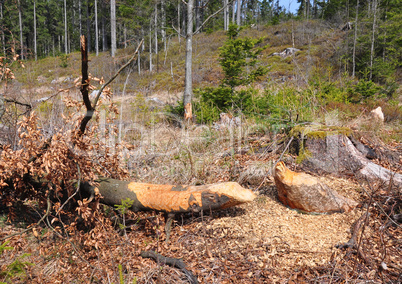 Vom Biber gefällter Baum