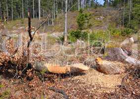 Vom Biber gefällter Baum