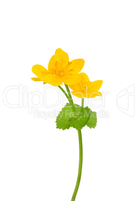 Sumpfdotterblume (Caltha palustris)