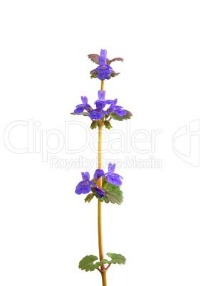 Gewöhnlicher Gundermann (Glechoma hederacea)