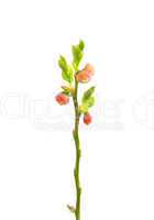 Blüten der Heidelbeere (Vaccinium myrtillus)