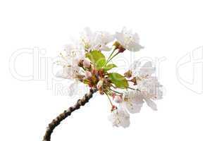Kirschblüte (Prunus avium)