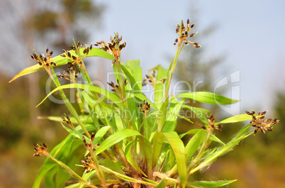 Behaarte Hainsimse (Luzula pilosa)