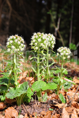 Weiße Pestwurz (Petasites albus)