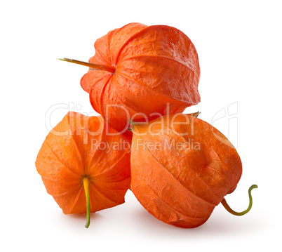 Three flowers of physalis