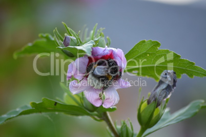 Gartenhibiskus mit Hummel