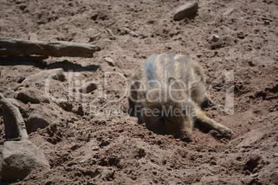 Wildschweinferkel