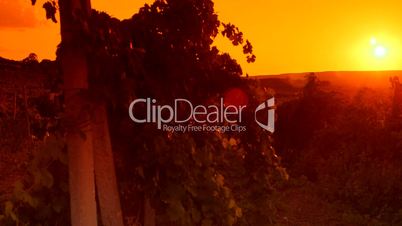 Glow of sunset over vineyard valley pan shot