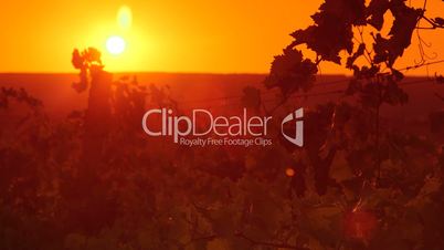 Leaves of the grape vine in vineyard against setting sun