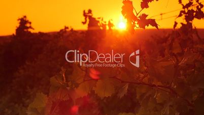 Grapevine in vineyard against the setting sun