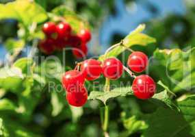 Bunches of viburnum