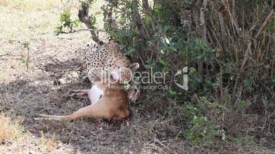 Cheetah eating a dead gazelle