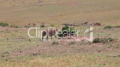 Cheetah moves away from the camera. Savannah.