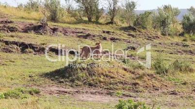 Cheetah standing on a hill and view the area in search of prey.