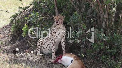 Cheetah killed a gazelle and breathes heavily.