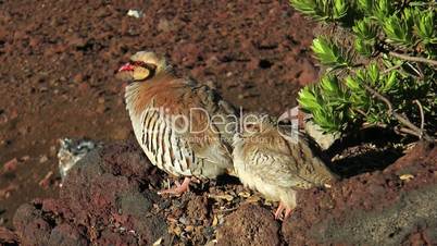 chukar hen with young chicken