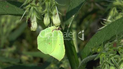 brimstone (Gonepteryx rhamni) and fly sucking nectar from a wild flower closeup