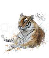 Watercolor Image Of Tiger