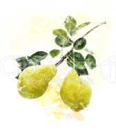 Watercolor Image Of Yellow Pears