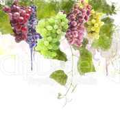 Watercolor Image Of Grapes