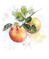 Watercolor Image Of Apples