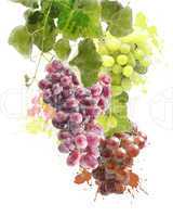Watercolor Image Of Grapes