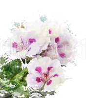 Watercolor Image Of Geranium Flowers