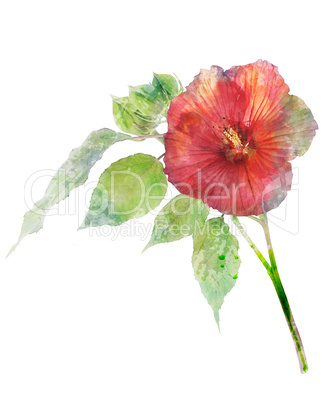 Watercolor Image Of Hibiscus Flower