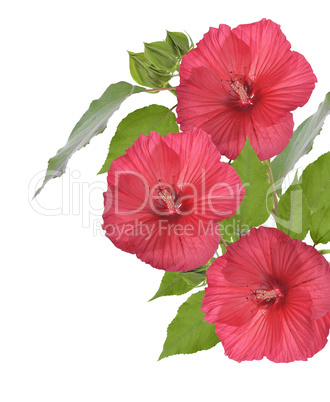 Red Hibiscus Flowers