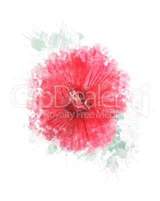 Watercolor Image Of Hibiscus Flower