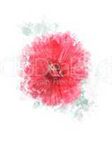 Watercolor Image Of Hibiscus Flower