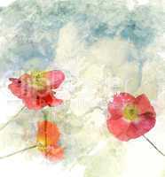 Watercolor Image Of  Poppy Flowers