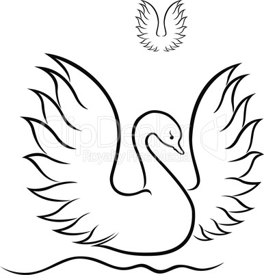 Swan with raised wings