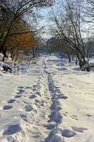 Narrow footpath on the snow among trees