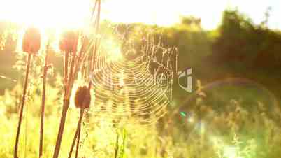 Cobwebs in the Meadow and Shining Sun