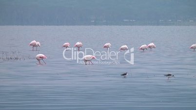 Flamingos Flock Together In   Naivasha. Kenia.