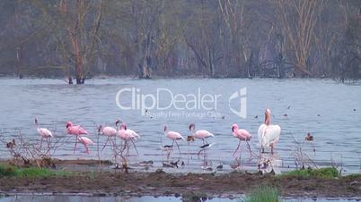 Flamingos on the lake Naivasha.