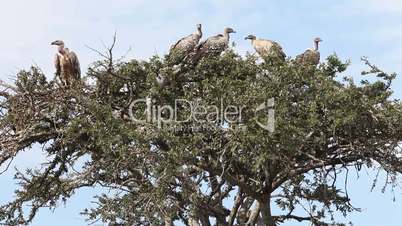 Vultures sitting on a tree. Masai Mara. Kenya.