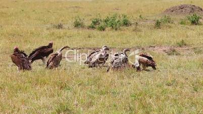 Vultures On A Kill