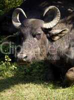 Water buffalo in a National Park