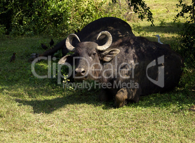 Water buffalo in a National Park