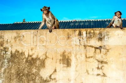 Monkey in a city