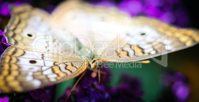 White Peacock Anartia Jatrophae