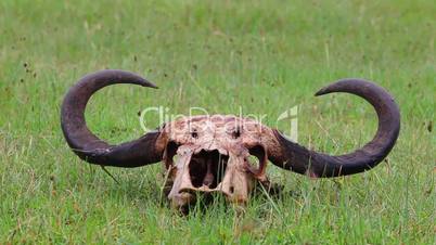 Buffalo skull on green grass.
