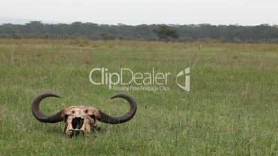 Buffalo Skull On The Great Plains