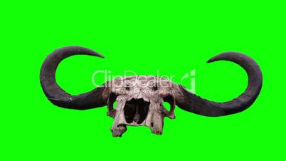 Skull and buffalo horn. Green screen.