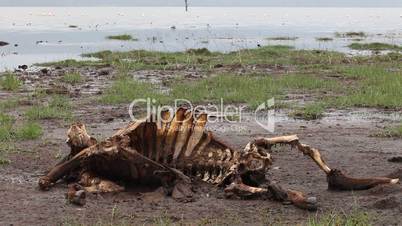 Dead wildebeest on the shores of Lake Naivasha. Kenya.