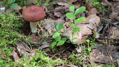 Mushrooms in the wood