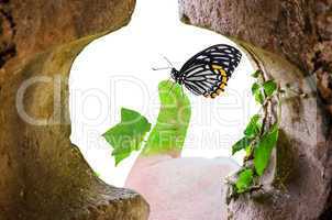 Der grüne Daumen mit Schmetterling