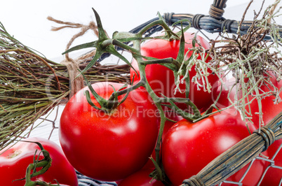 tomatoes in the basket